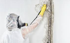 Best Industrial Mold Remediation  in State Center, IA